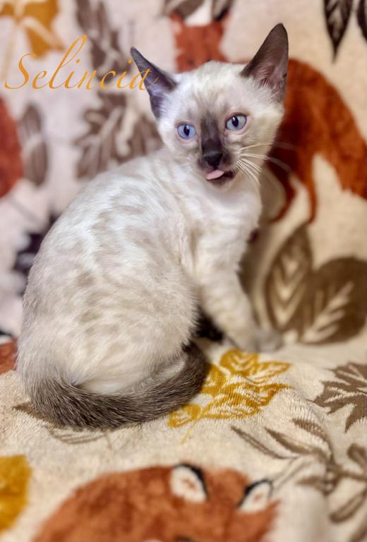 Vet Medicine photo 34