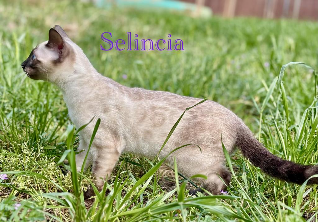 Vet Medicine photo 1