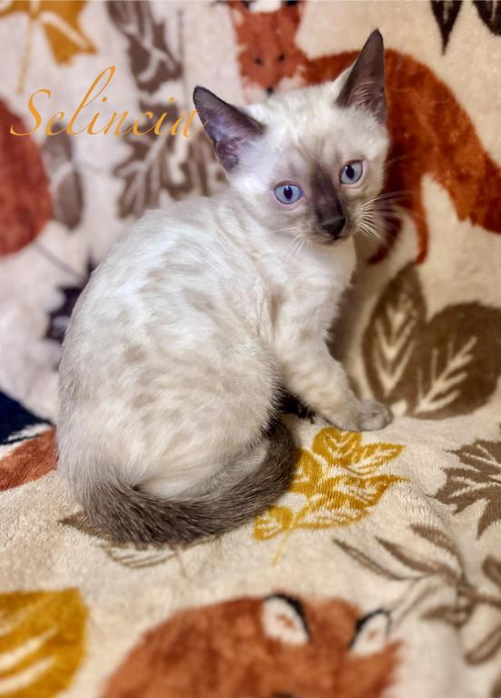 Vet Medicine photo 37