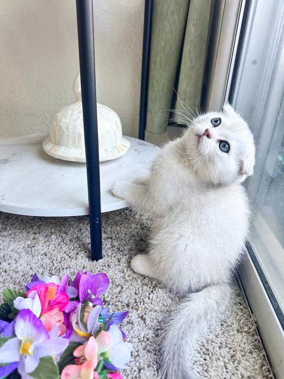 Fluffy