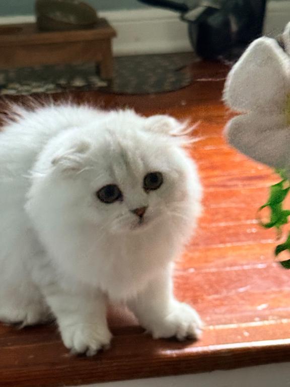 Luna photo 7
