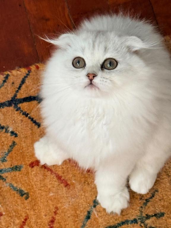 Luna photo 10