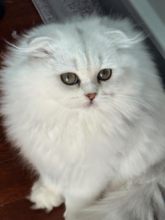 Luna photo 14