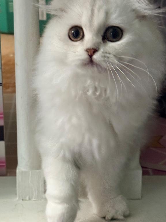 Luna photo 6