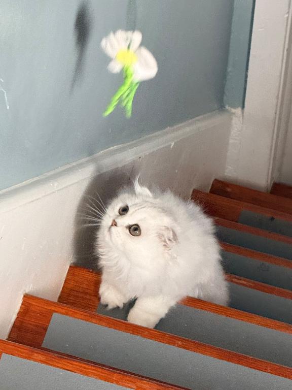 Luna photo 18