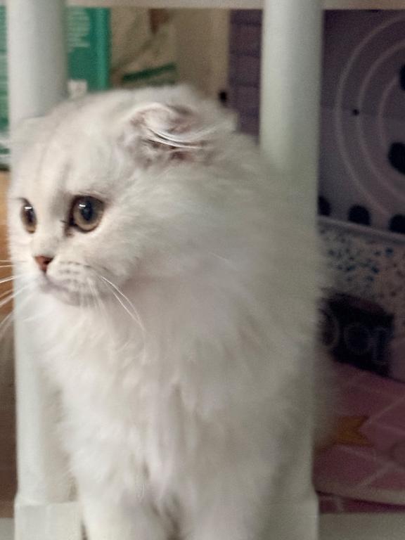 Luna photo 4