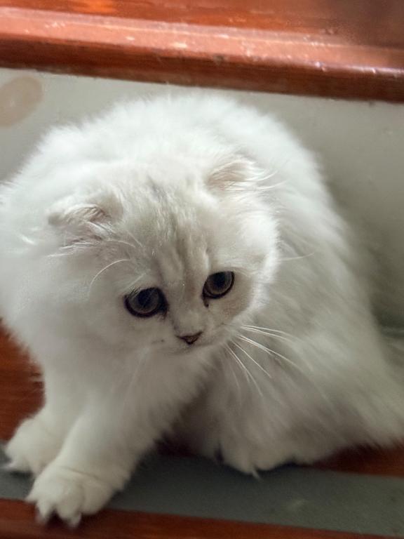 Luna photo 2