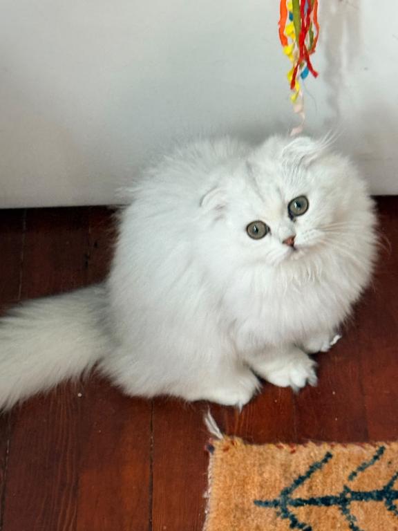 Luna photo 9