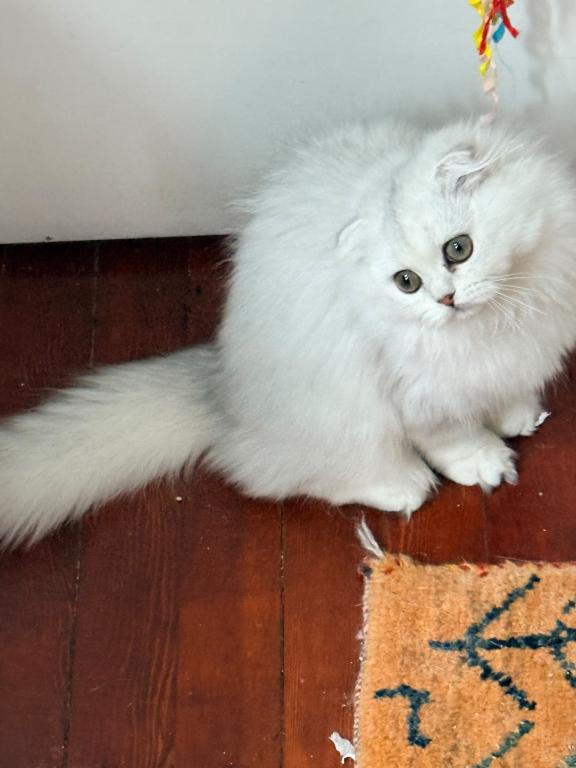 Luna photo 8