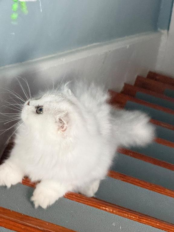 Luna photo 15