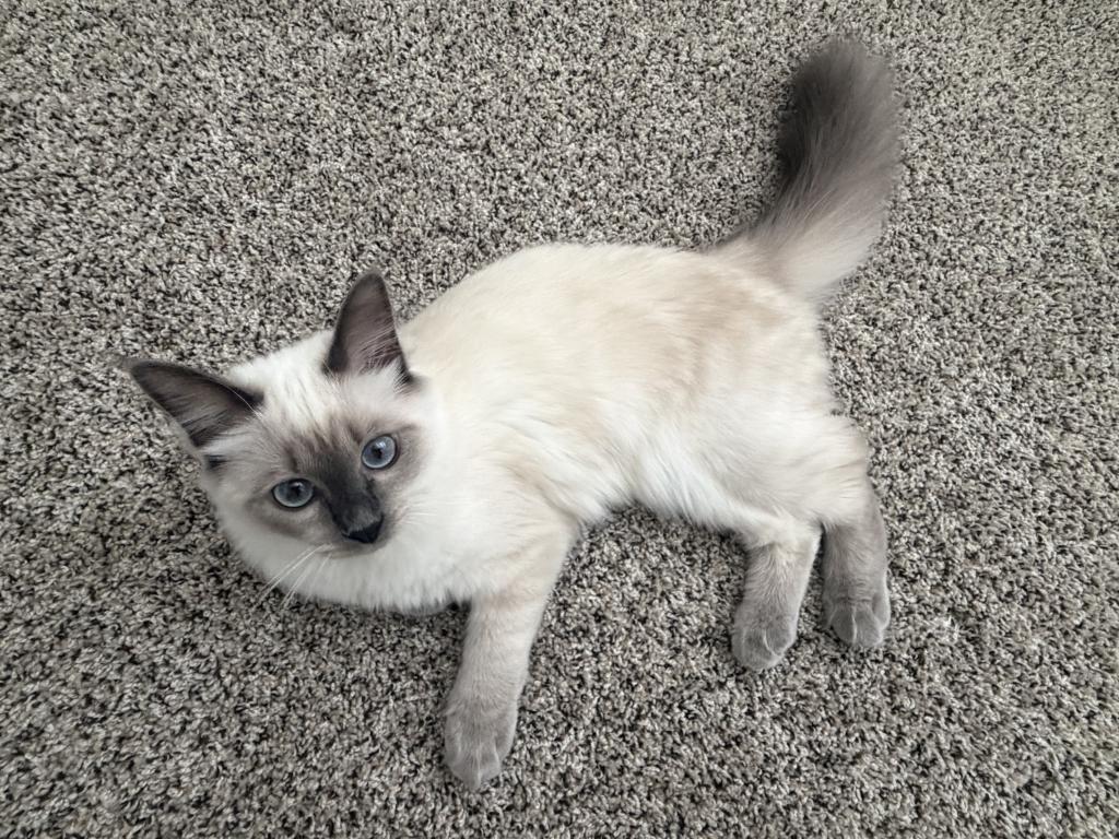 Loky photo 4