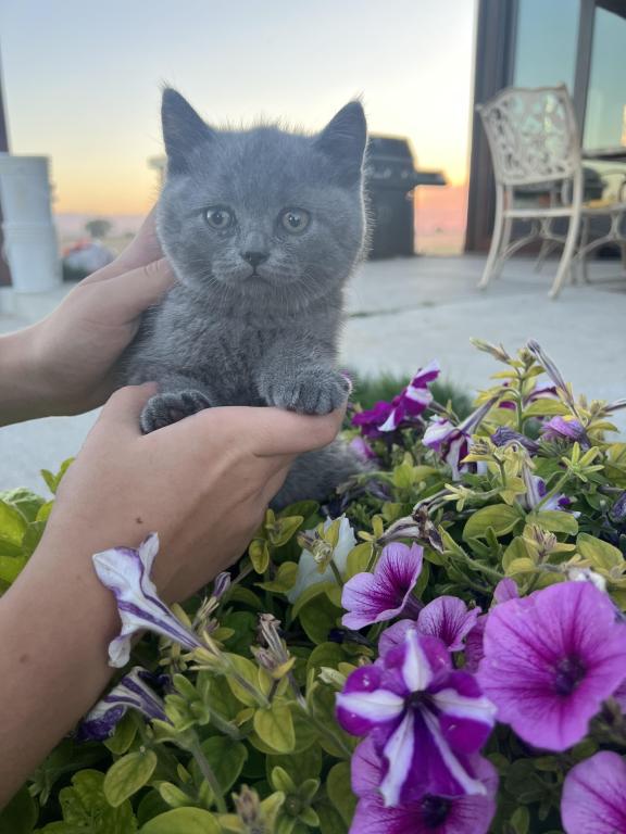 Adorable British Shorthair Kittens photo 3