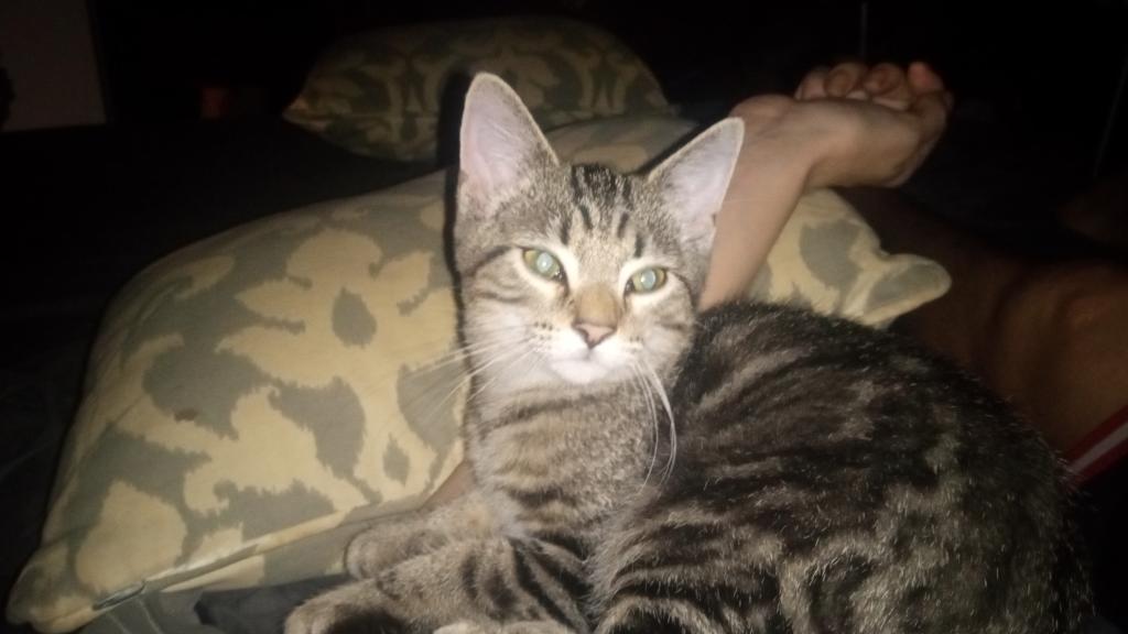 Tabby Two