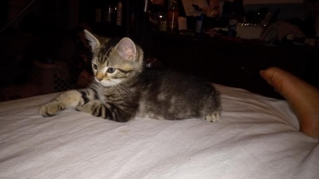 Tabby Two photo 2