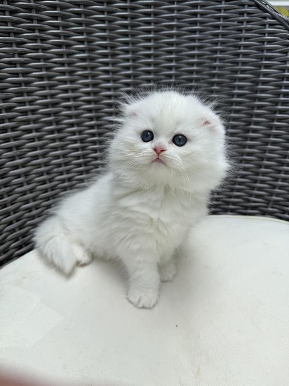 Extra Fluffy Elsa photo 2