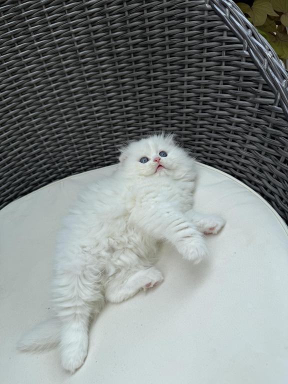 Extra Fluffy Elsa photo 5