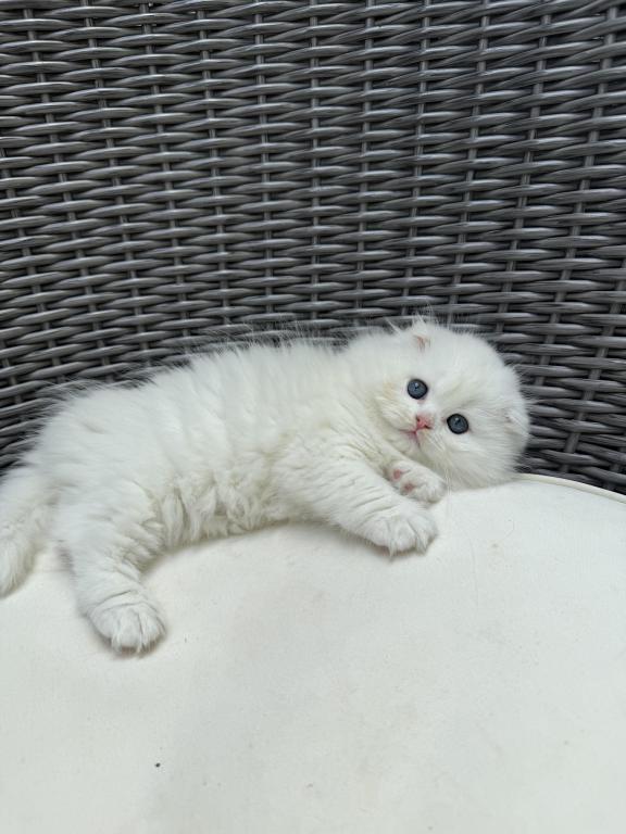 Extra Fluffy Elsa photo 4