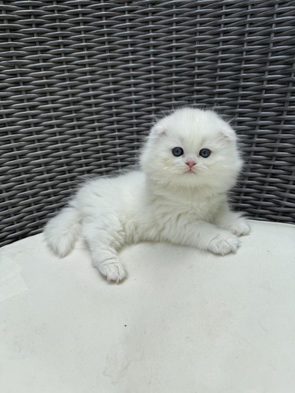 Extra Fluffy Elsa photo 3