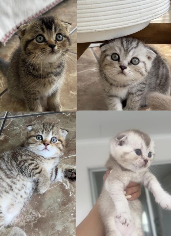 Scottish Fold Kittens For Sale