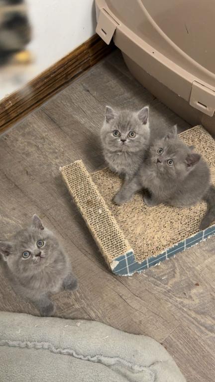 Grey Litter photo 8