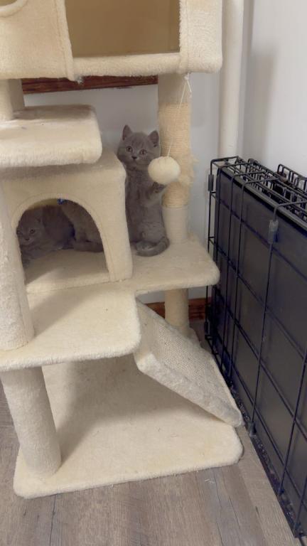 Grey Litter photo 2