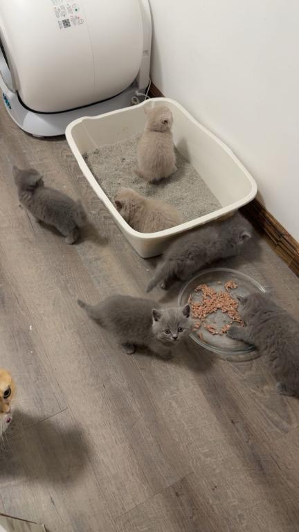 Grey Litter photo 5