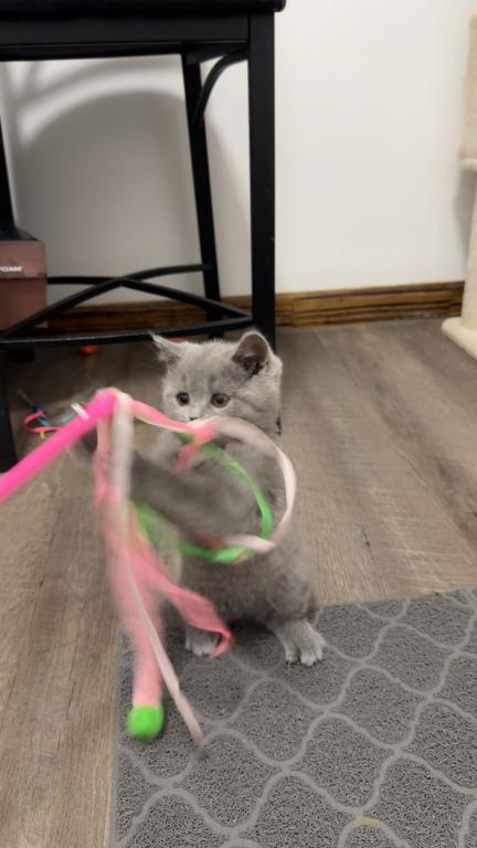 Grey Litter photo 4