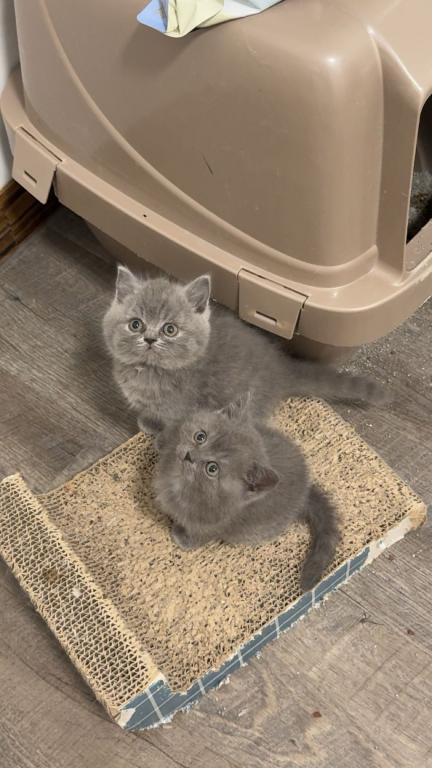 Grey Litter photo 6