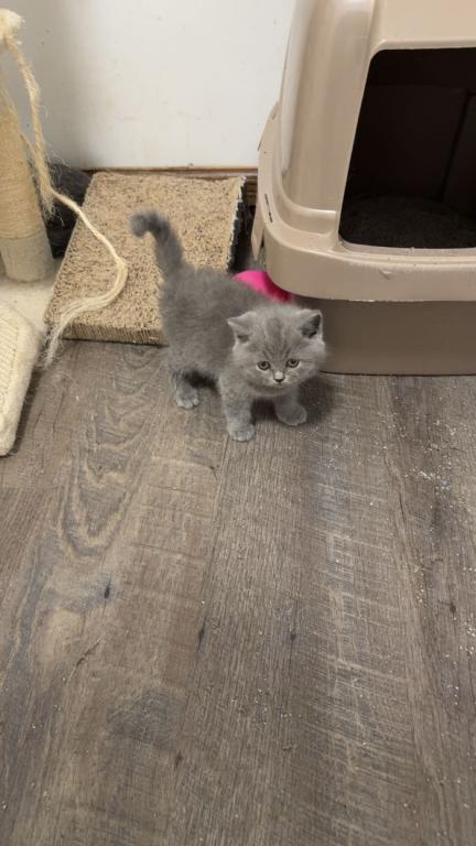 Grey Litter photo 9