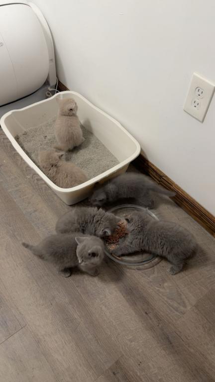 Grey Litter photo 7
