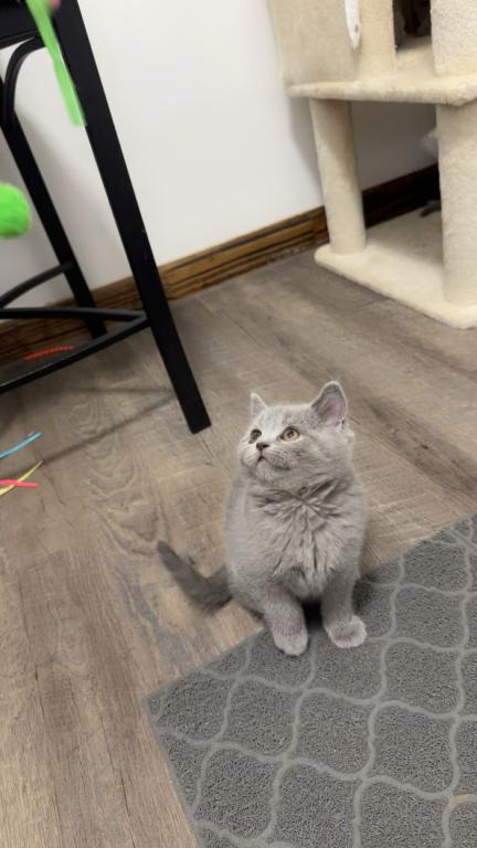 Grey Litter photo 3