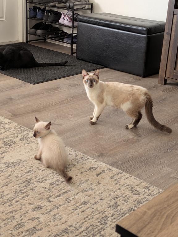 Sayla Bonded With Edward photo 48