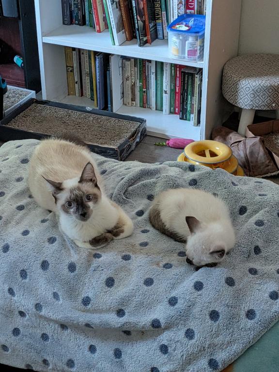 Sayla Bonded With Edward photo 47