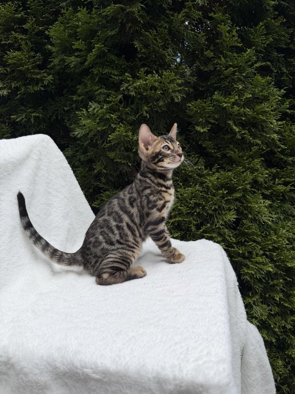 Bengal Girl