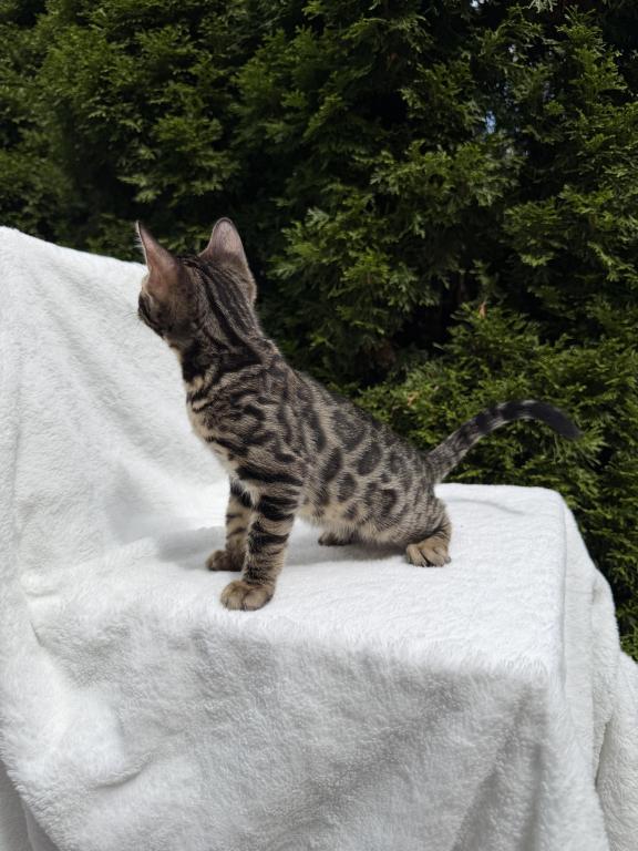 Bengal Girl SOLD photo 6
