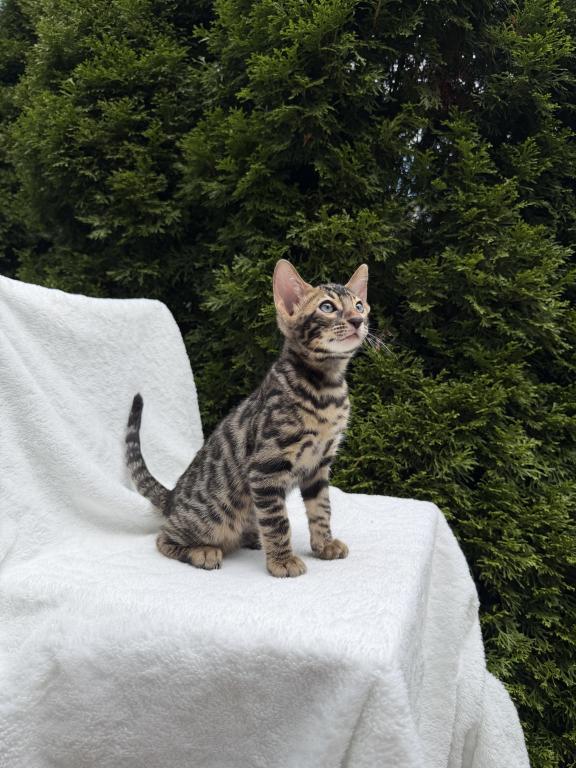 Bengal Girl SOLD photo 5