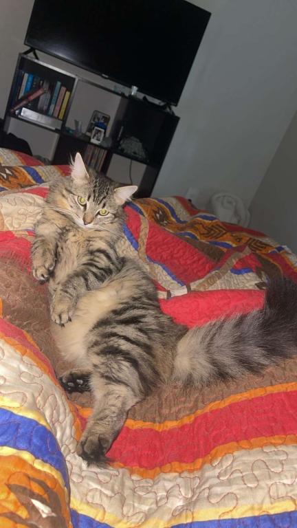 Priscilla
