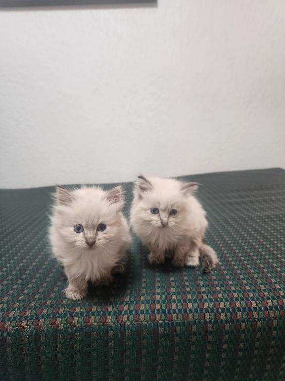 Fluff Ball