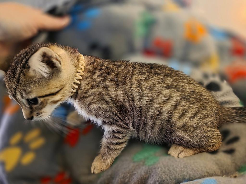Savannah Kittens photo 3