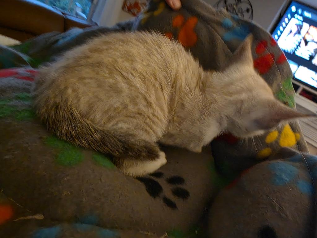 Savannah Kittens photo 4
