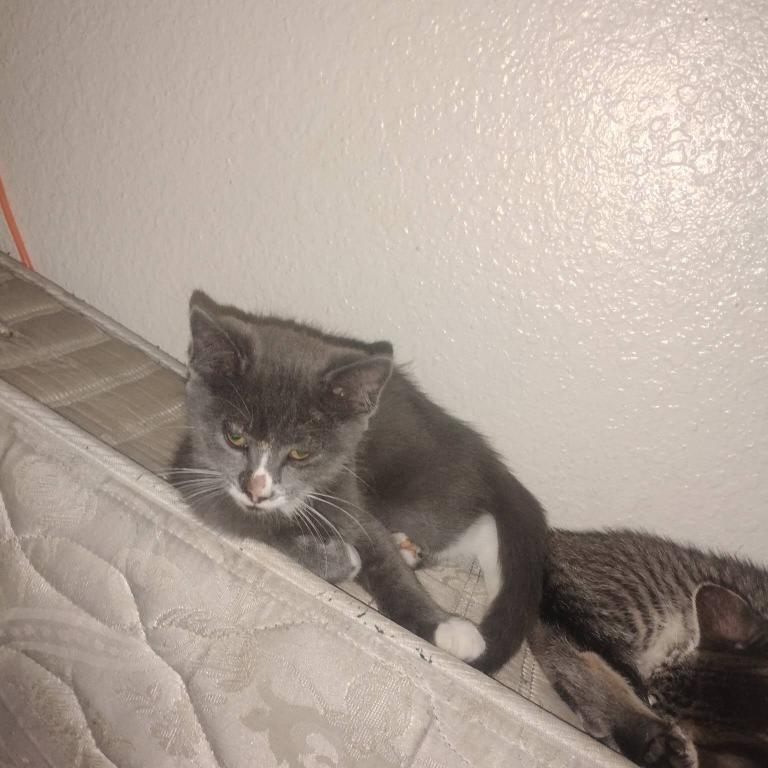 Maine Coon Siamese Hybrid photo 3