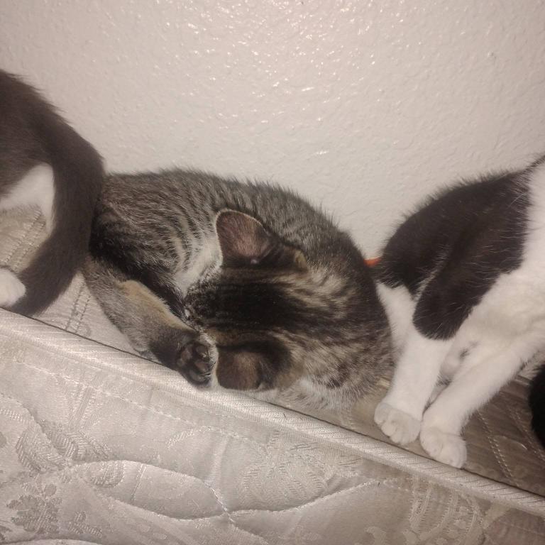 Maine Coon Siamese Hybrid photo 4