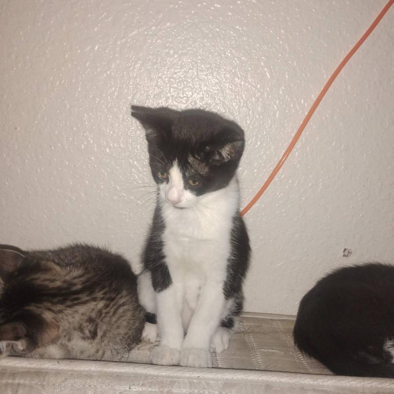 Maine Coon Siamese Hybrid photo 6