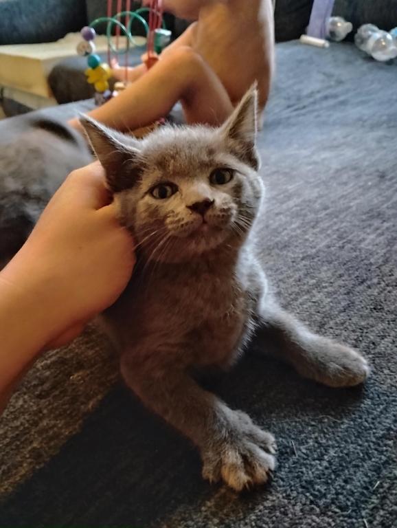Russian Blue photo 4