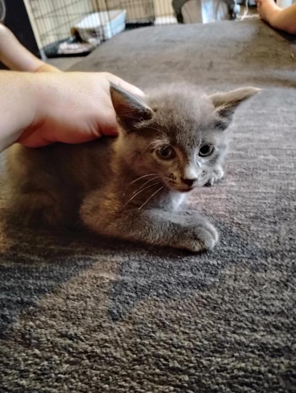 Russian Blue photo 2