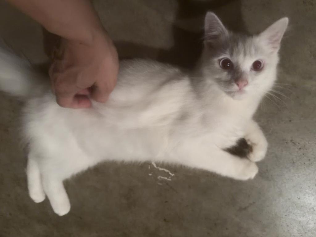 Miko photo 8