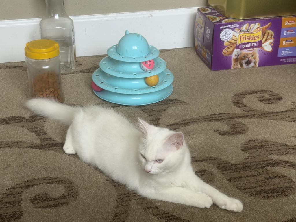 Miko photo 1
