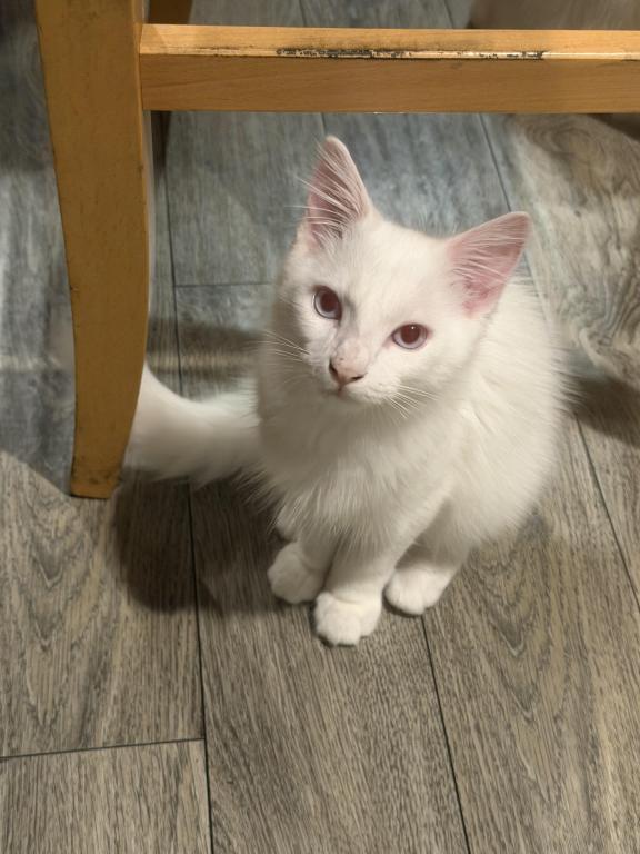 Miko photo 6