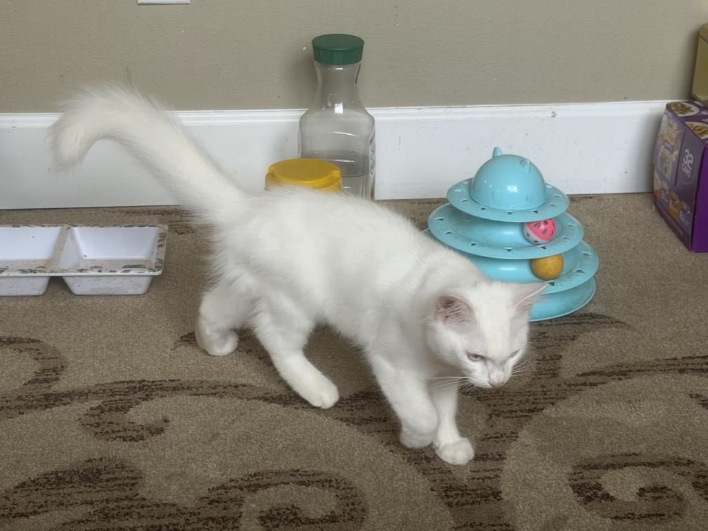 Miko photo 2