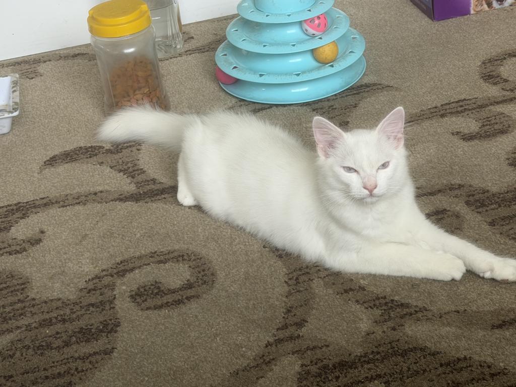 Miko photo 4